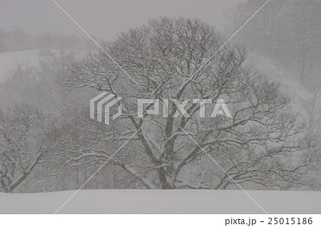 降雪の樹 25015186