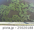 水草 25020188