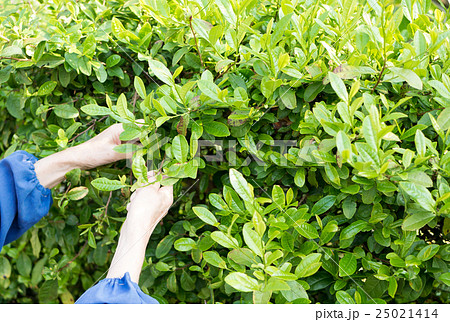 茶摘み 25021414