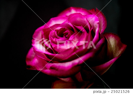 薔薇 バラ クローズアップ 黒背景 黒バック の写真素材