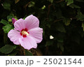 むくげ 25021544