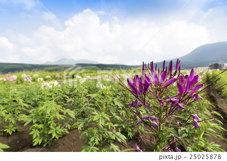 ヒゴタイ公園の花 25025878
