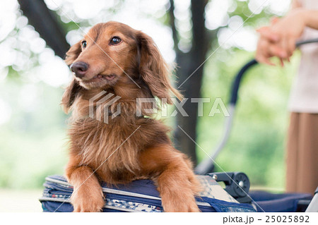dog lover 25025892