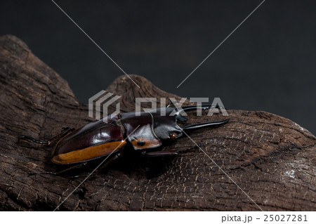 Orange Striped Stag Beetle Orange Striped Stag Beetle 25027281
