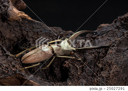 Golden Stag Beetle Dried, Be Golden Stag Beetle Dried, Be 25027291