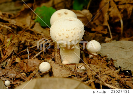 天然キノコ(ホコリタケの仲間?) 天然キノコ(ホコリタケの仲間?) 25027451