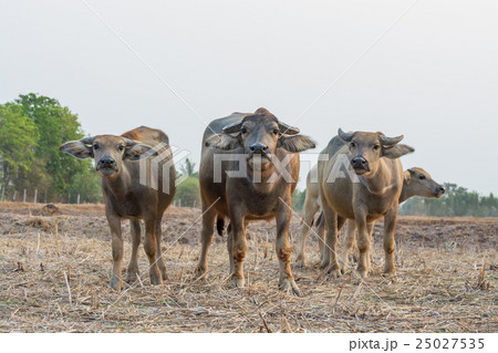 Asian buffalo in countryside Thailand Asian buffalo in countryside Thailand 25027535