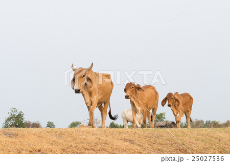 Asian Cow in countryside Thailand 25027536