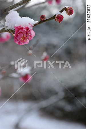 冬イメージ 紅梅と雪 冬イメージ 紅梅と雪 25027636