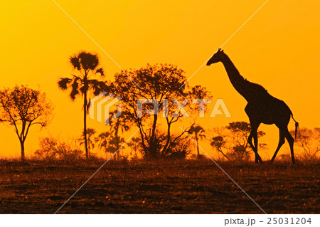 Idyllic giraffe silhouette with evening sunset 25031204
