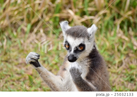 ワオキツネザル 25032133