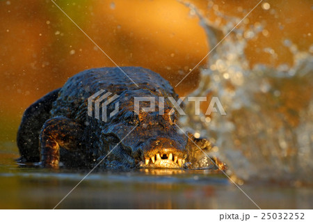 Crocodile Yacare Caiman, in the water 25032252