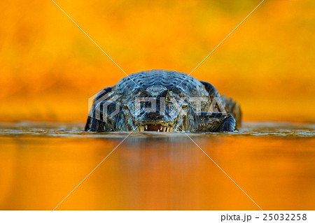 Caiman with evening orange sun 25032258