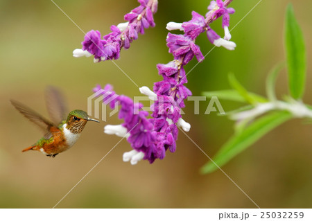 Scintillant Hummingbird, Selasphorus scintilla 25032259