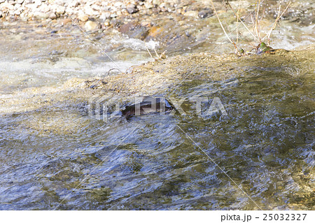 カラフトマスの遡上 25032327