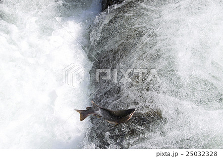 カラフトマスの遡上 25032328