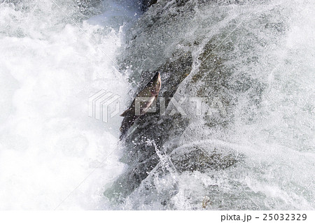 カラフトマスの遡上 25032329