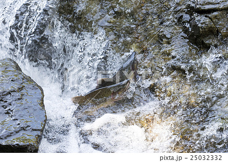 カラフトマスの遡上 カラフトマスの遡上 25032332