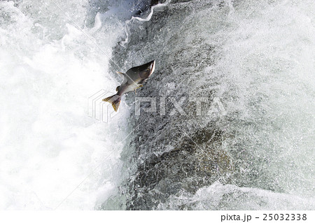 カラフトマスの遡上 カラフトマスの遡上 25032338