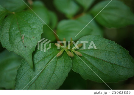 ツクバネウツギ　衝羽根空木　Abelia spathulata 25032839