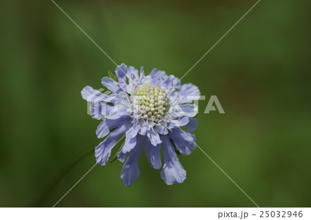 マツムシソウ　松虫草　Scabiosa japonica 25032946
