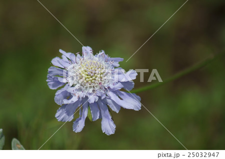 マツムシソウ　松虫草　Scabiosa japonica 25032947