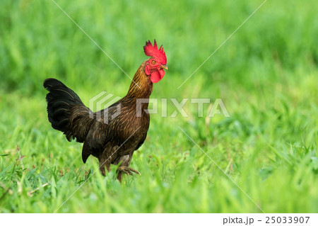 Image of a cock in green field. Image of a cock in green field. 25033907