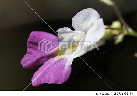 源氏ツリフネソウ 25034147