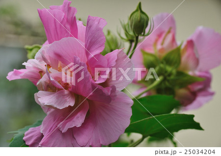 酔芙蓉（八重） 25034204