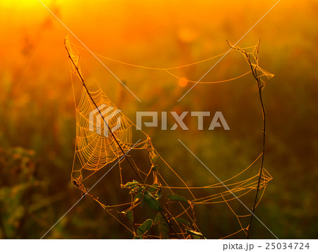 Spider web on a meadow at sunrise time Spider web on a meadow at sunrise time 25034724