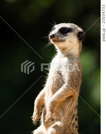 Meerkat on alert Meerkat on alert 25034733