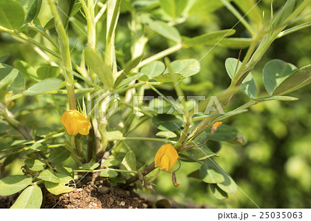 落花生の花の写真素材