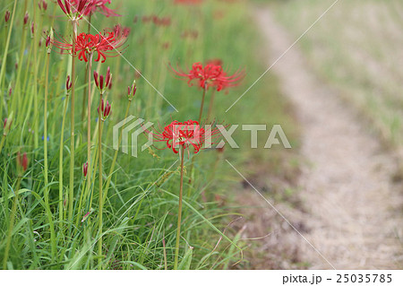 ヒガンバナの赤い花 25035785