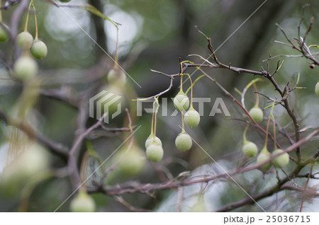 ヒガンザクラの実 25036715