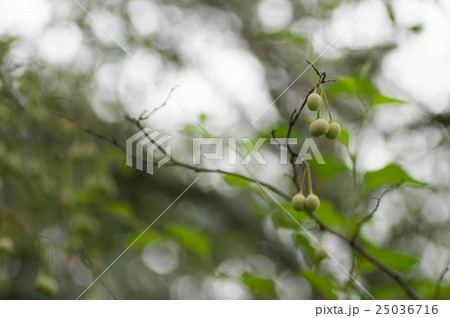 ヒガンザクラの実 ヒガンザクラの実 25036716