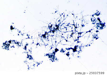 顕微鏡で見たカビの写真素材 25037599 Pixta