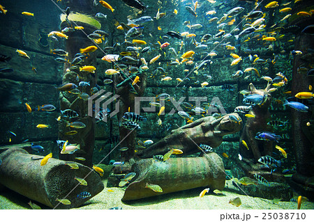 aquarium 25038710