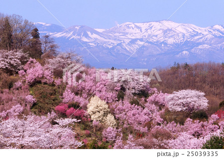 花見山公園 花見山公園 25039335