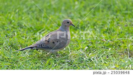 Mourning Doves, Turtle Doves (Zenaida macroura). Mourning Doves, Turtle Doves (Zenaida macroura). 25039648