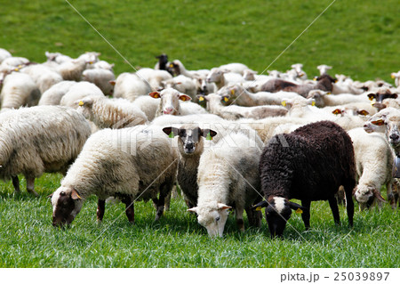 Sheep herd in a green meadow. Spring fields Sheep herd in a green meadow. Spring fields 25039897