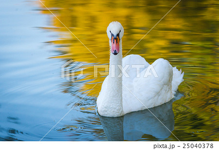 Graceful white Mute swan (Cygnus olor). Graceful white Mute swan (Cygnus olor). 25040378