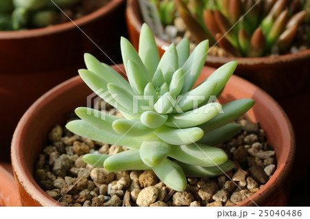 セデベリア／樹氷 25040486