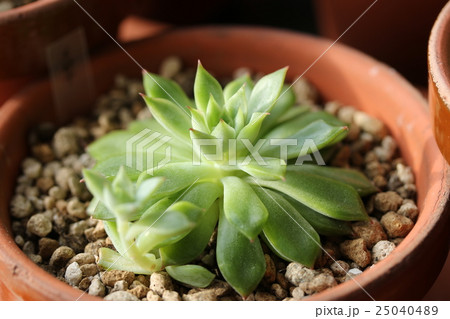 エケベリア／メビナ 25040489