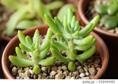 セダム／八千代 25040495