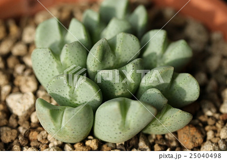 コノフィツム／オペラローズ 25040498