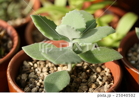 カランコエ／ミロッティー 25040502