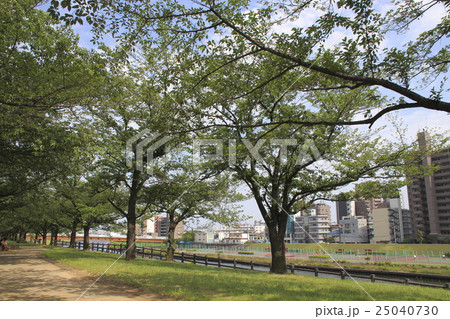夏の赤羽桜堤緑地 夏の赤羽桜堤緑地 25040730