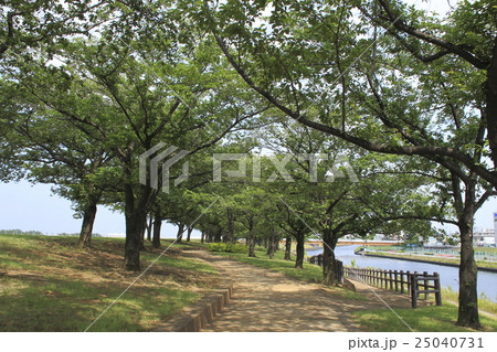 夏の赤羽桜堤緑地 25040731