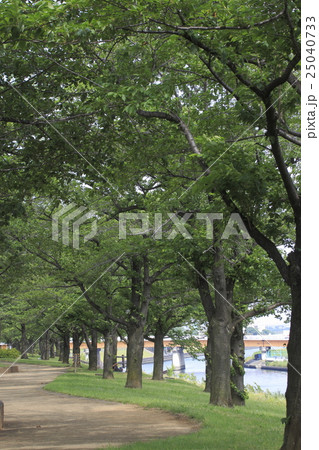 夏の赤羽桜堤緑地 25040733
