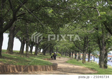 夏の赤羽桜堤緑地 夏の赤羽桜堤緑地 25040734